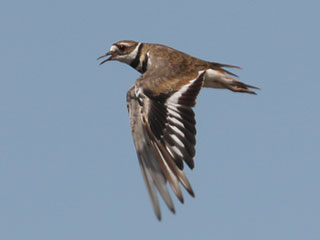 Killdeer - 7/19/24, Robert Porter Allen Natural Area © Bobby Brown