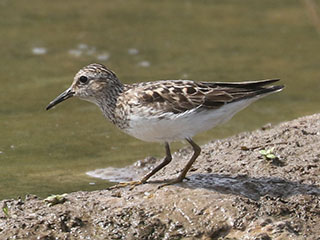 Least Sandpiper - 7/21/24, Robert Porter Allen N.A. © Bobby Brown