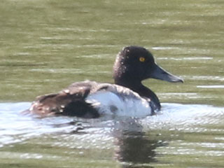 Lesser Scaup - 7/26/24, Rose Valley Lake © Bobby Brown