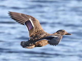 Mallard - 6/15/24, Rose Valley Lake © Bobby Brown