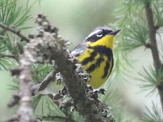 Magnolia Warbler - 6/14/24, Haneyville © Bobby Brown