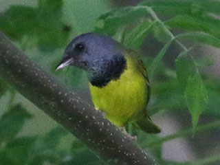 Mourning Warbler - 6/19/24, Cascade Rd. © Bobby Brown