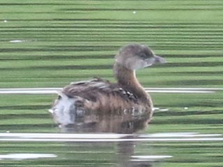 Pied-billed Grebe - 7/20/24, Rose Valley Lake © Bobby Brown