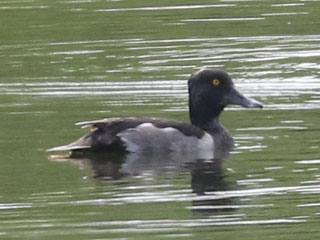 Ring-necked Duck - 7/20/24, Rose Valley Lake © Bobby Brown