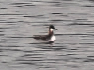 Red-necked Phalarope - 6/3/24, Rose Valley Lake © Bobby Brown