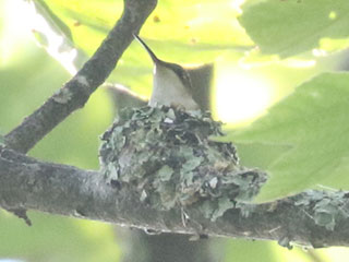 Ruby-throated Hummingbird - 6/13/24, Skyline Dr. © Bobby Brown