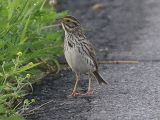 Savannah Sparrow - 6/30/24, Cogan House © Bobby Brown