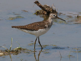 Solitary Sandpiper - 7/19/24, Robert Porter Allen N.A. © Bobby Brown