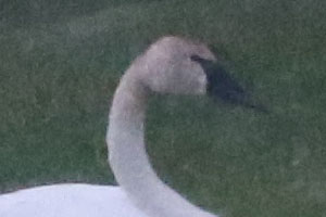 Trumpeter Swan - 6/14/24, Jersey Shore © Bobby Brown