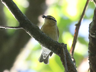 Worm-eating Warbler - 7/1/24, Skyline Dr. © Bobby Brown