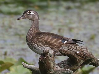 Wood Duck - 7/20/24, Rose Valley Lake © Bobby Brown