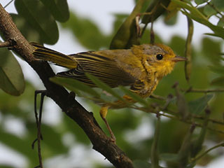 Yellow Warbler - 7/20/24, Rose Valley Lake © Bobby Brown