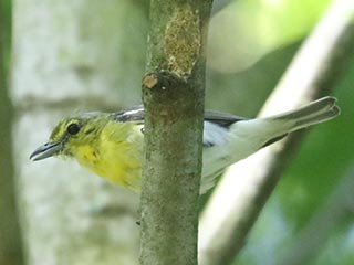 Yellow-throated Vireo - 7/21/24, SGL 252 © Bobby Brown