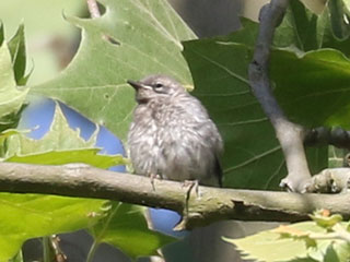 Yellow-throated Warbler - 6/16/24, Trout Run Park © Bobby Brown