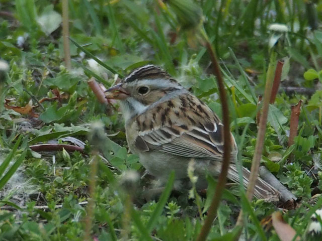 Clay-colored Sparrow - Species | LycoBirds